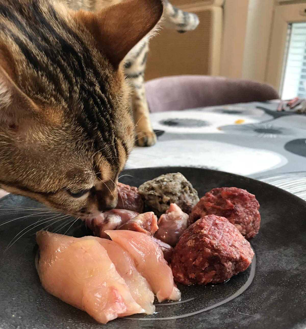 rått kött till katt