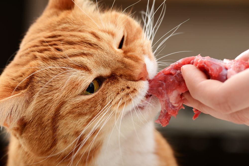 Kissan raakaruokinnan aloittaminen - Mush