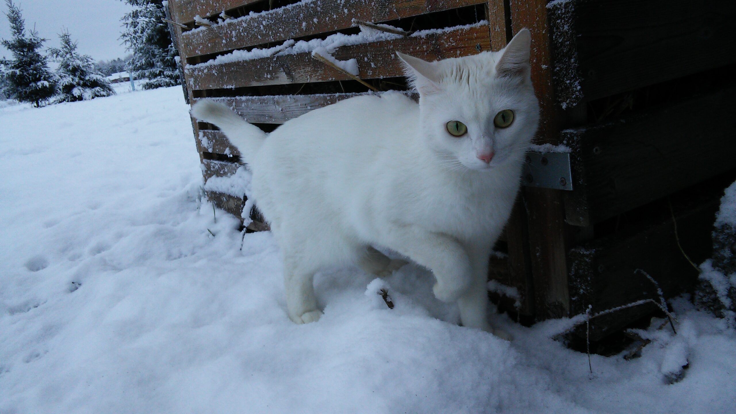 20141218 111322 0 scaled