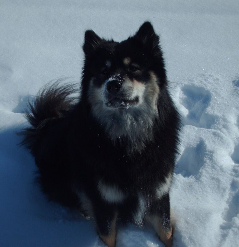 Koira