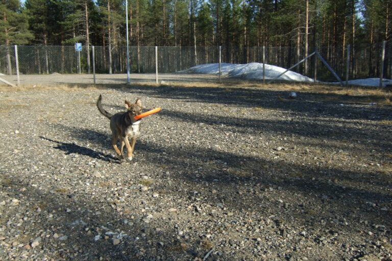 Sekarotuinen koira