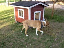 Lyhytkarvainen collie Alex 9kk