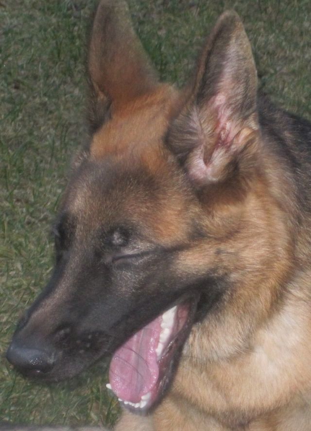 Koira