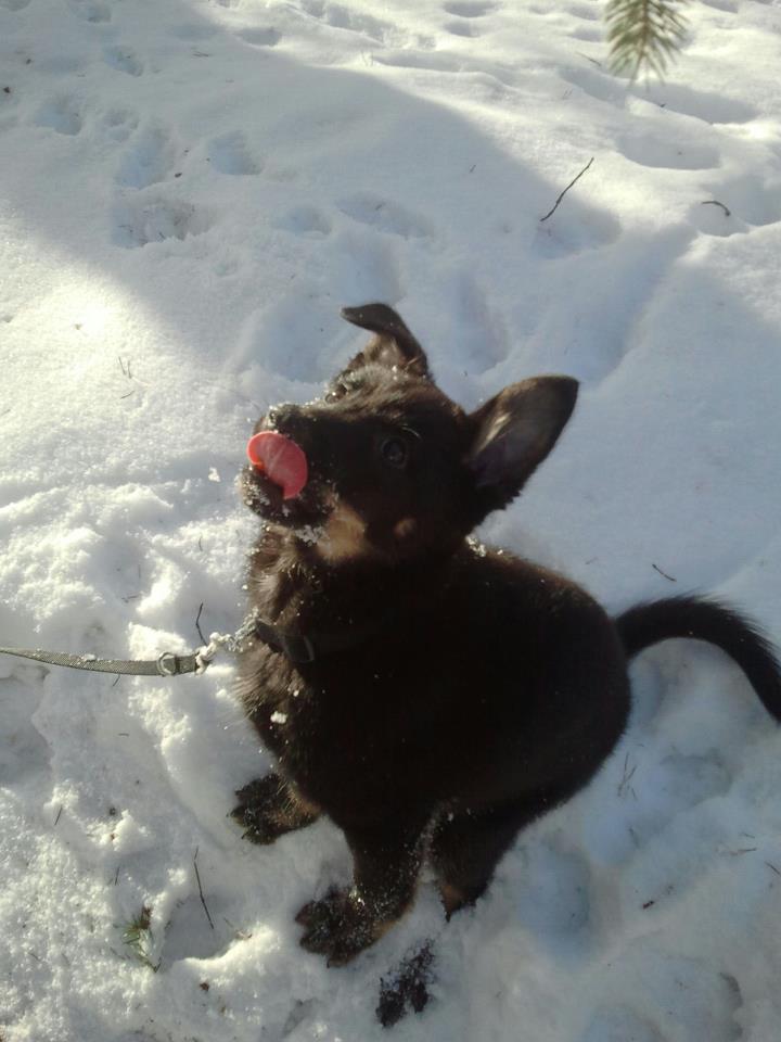 Sekarotuinen koira