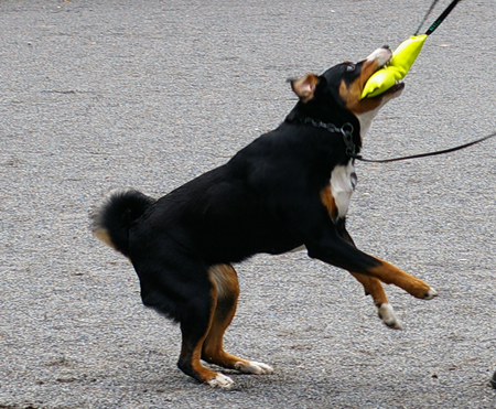Appenzeller Sennenhund