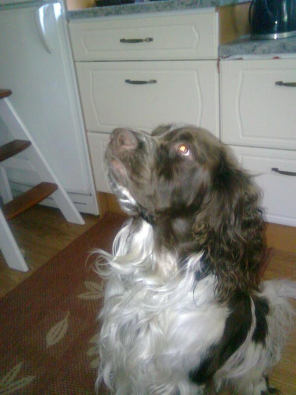 Englanninspringerspanieli