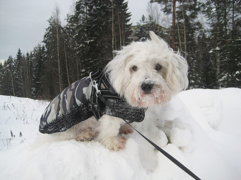 Coton de tulear