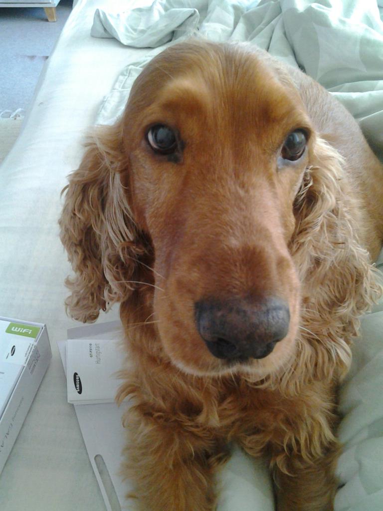 coco 1