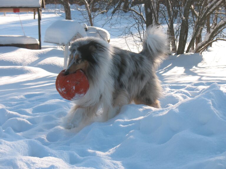 Pitkäkarvainen collie