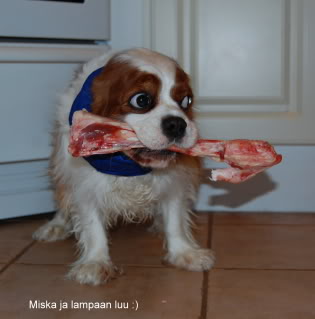 Cavalierkingcharlesinspanieli