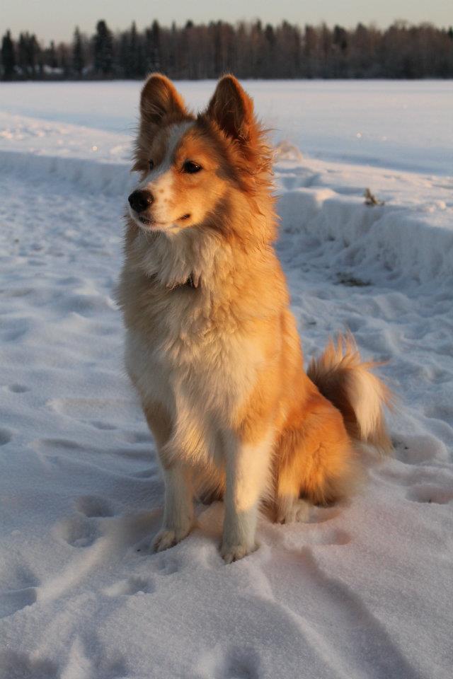 Koira