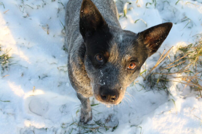 Jackrussellinterrieri