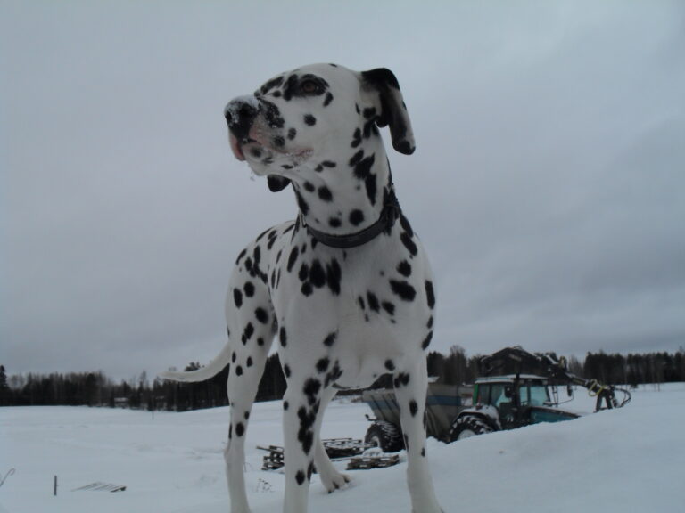 Dalmatiankoira