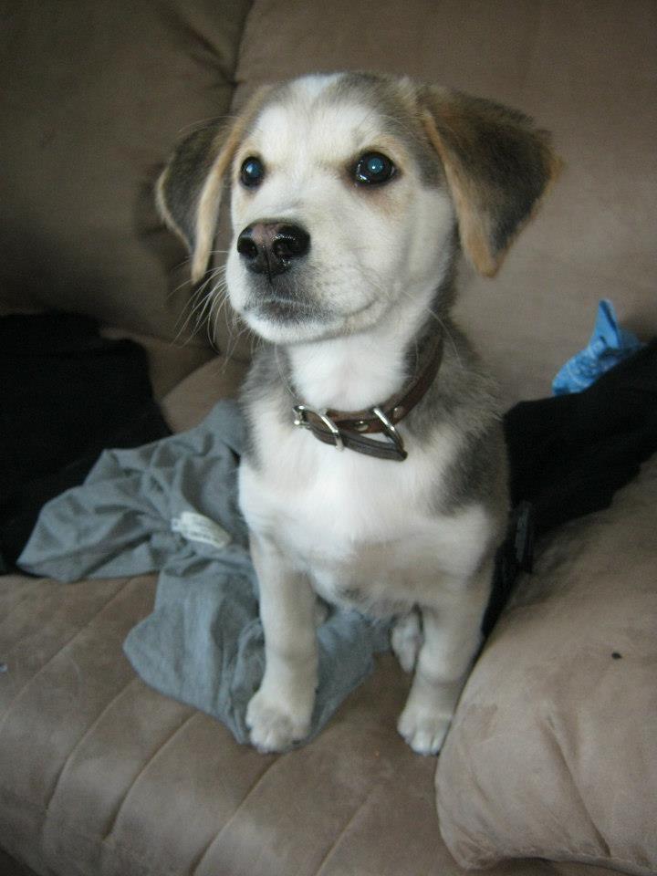 Koira