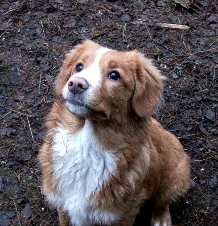 Labradorinnoutaja