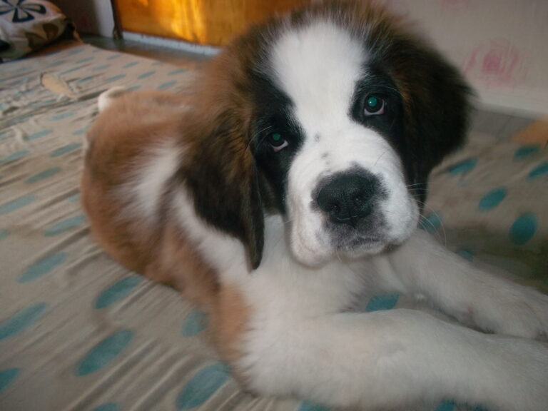 Labradorinnoutaja