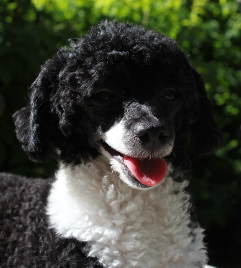 Cavalierkingcharlesinspanieli