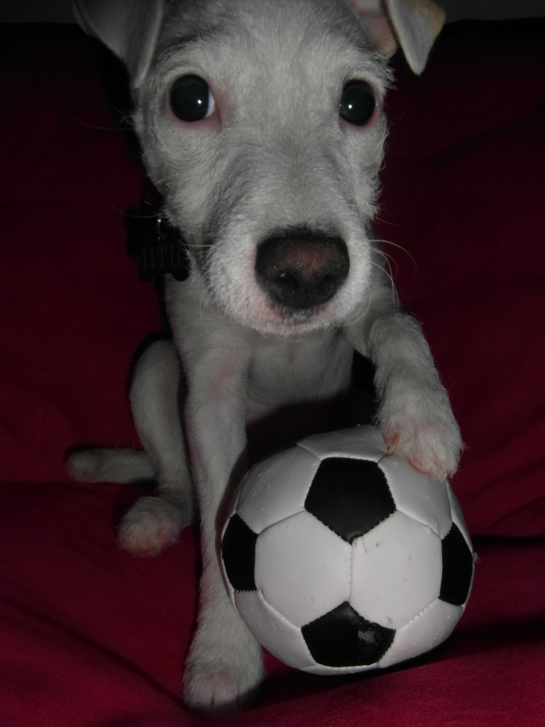 Jackrussellinterrieri