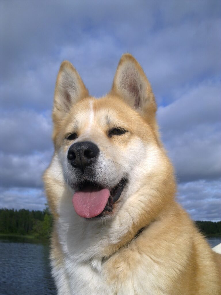 Itäsiperianlaika