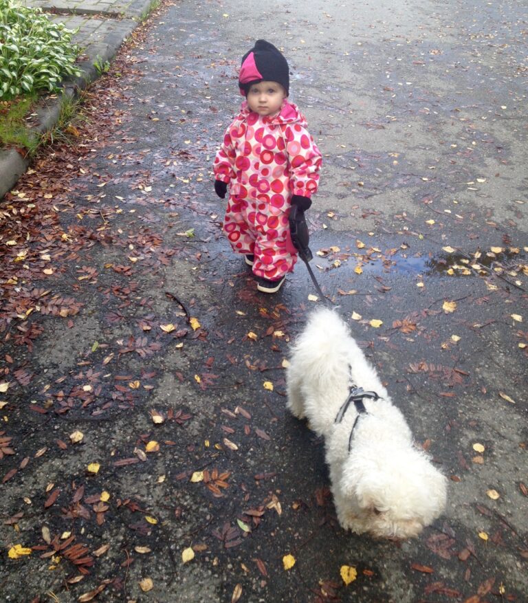 Dolce 6 v Bichon Frise