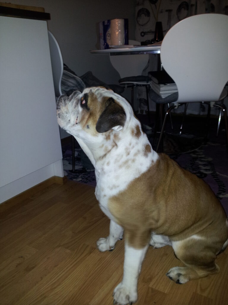 Englanninbulldoggi