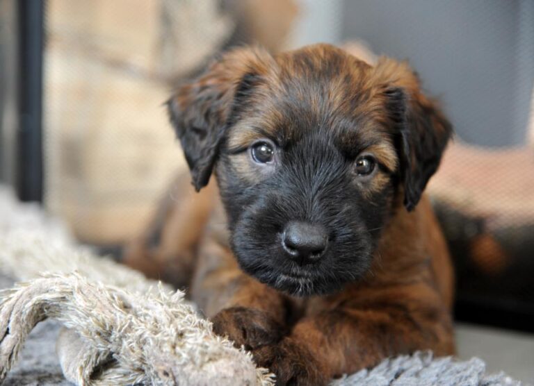 Briard
