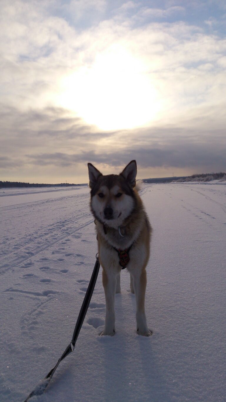 Siperianhusky