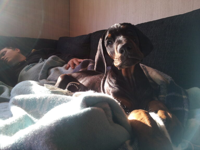 Dobermanni