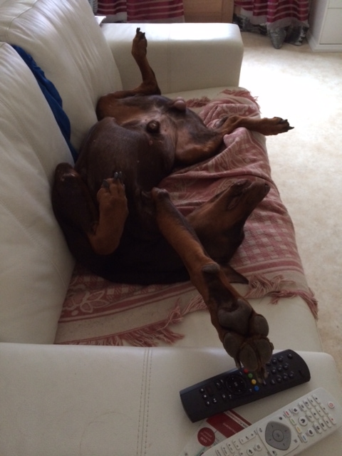 Dobermanni