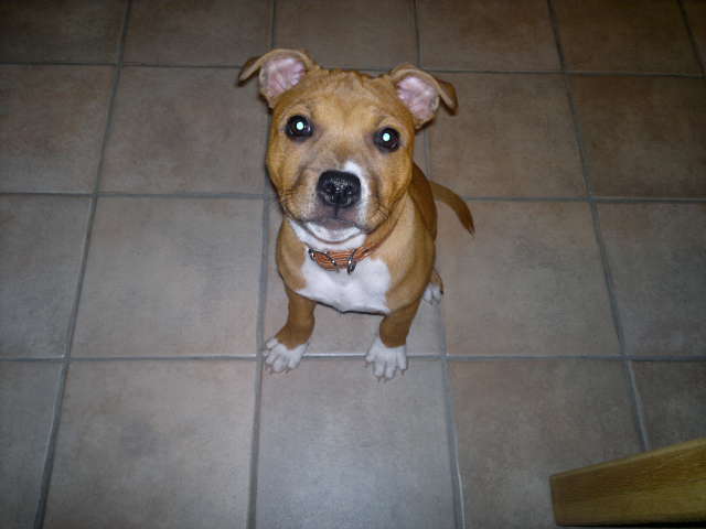 Staffordshire Bull Terrier