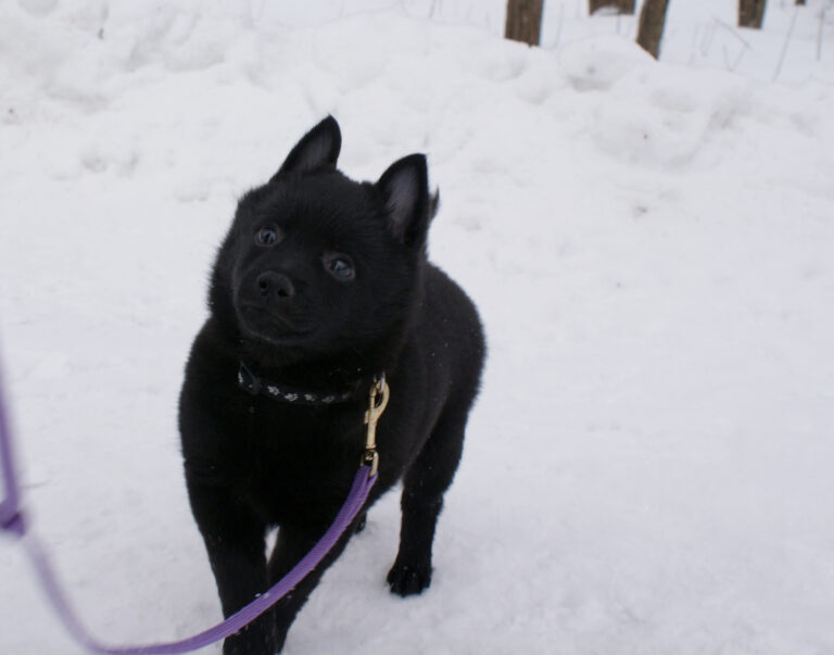 Schipperke