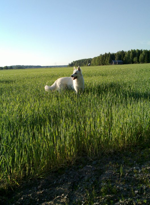 Valkoinenpaimenkoira