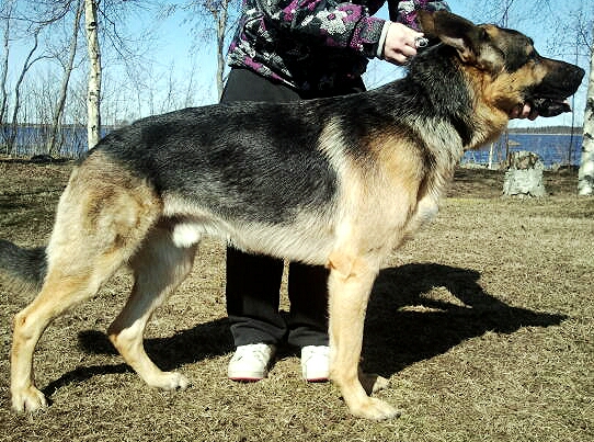 Labradorinnoutaja