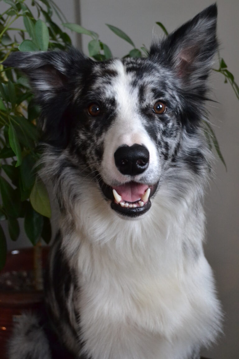 Bordercollie