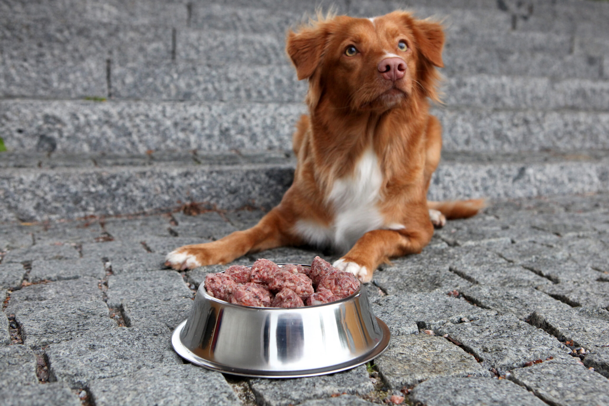 Hvordan begynner jeg å gi MUSH til hunden min?