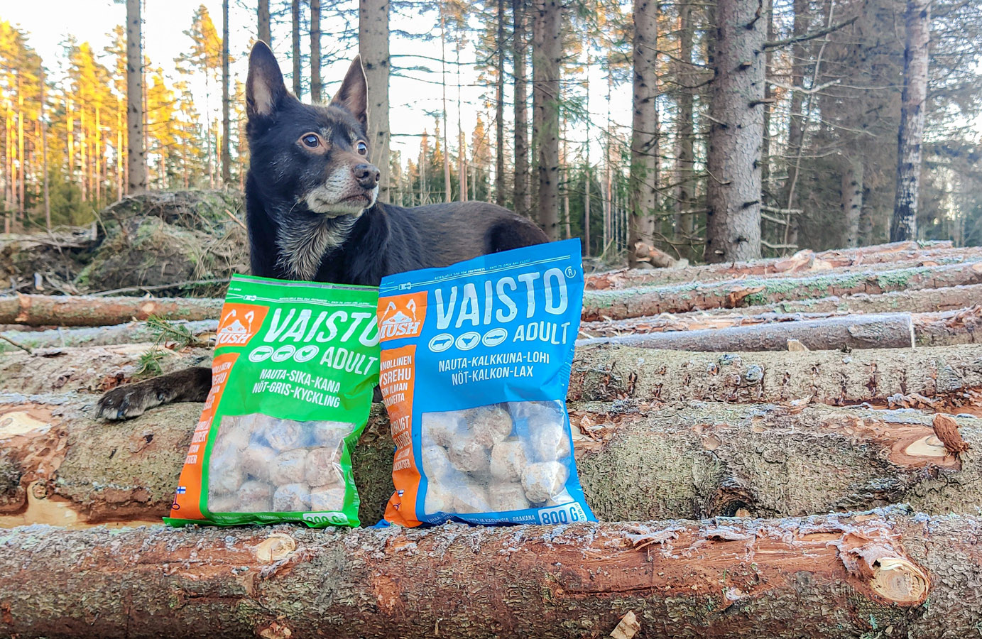 Vilken mat passar en gammal hund?