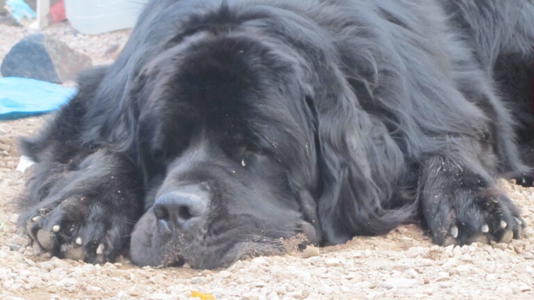 Chow chow