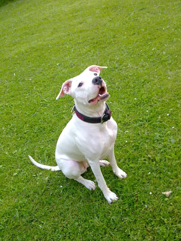 Dogo argentino Namida