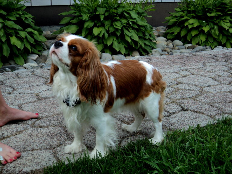 Cavalierkingcharlesinspanieli