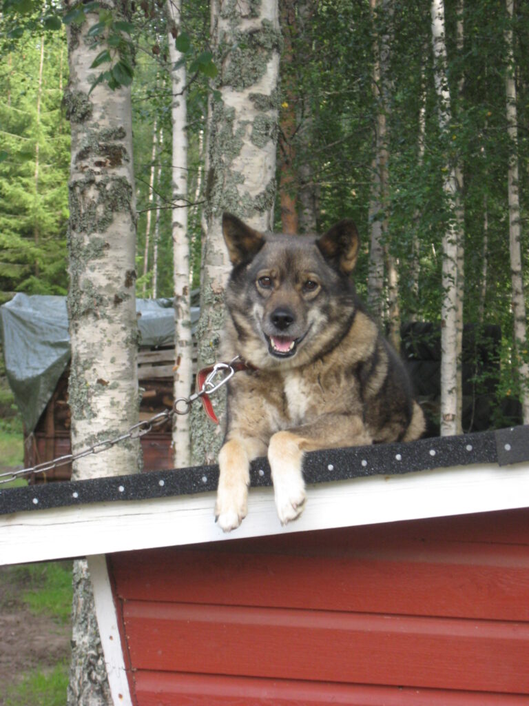 Sekarotuinen koira