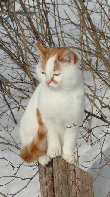 Kissa
