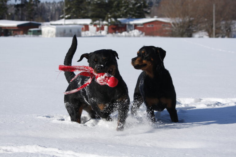 Rottweiler