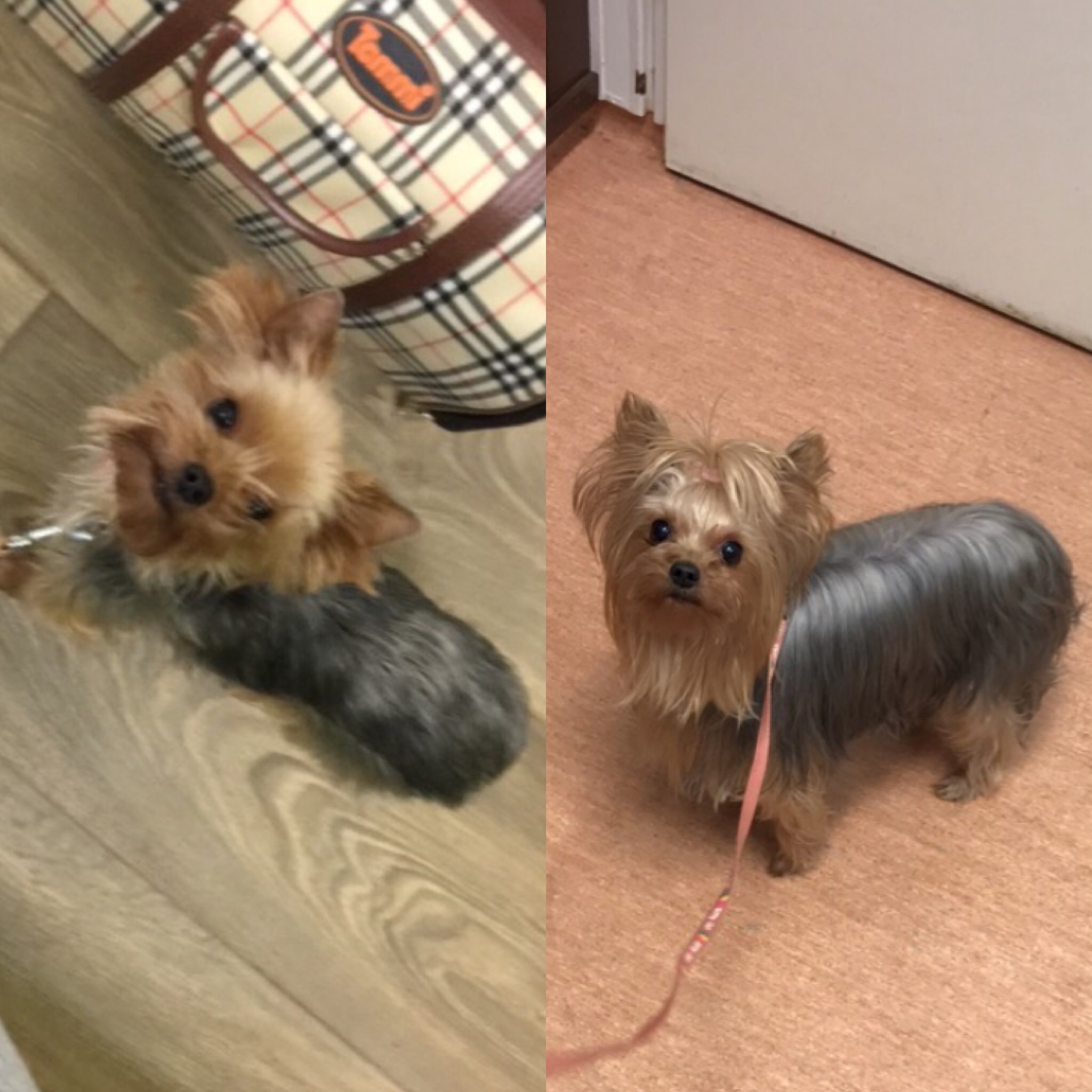 pippuri