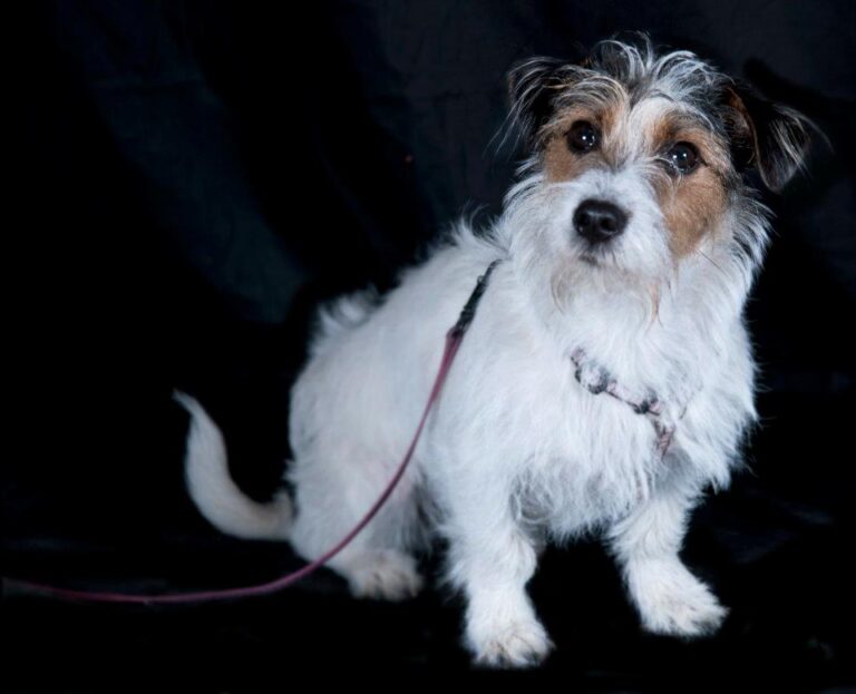 Jackrussellinterrieri