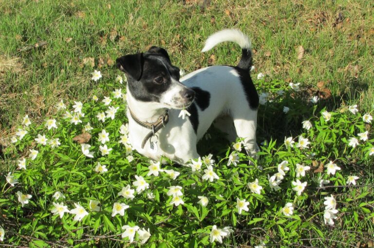 Bullterrieri