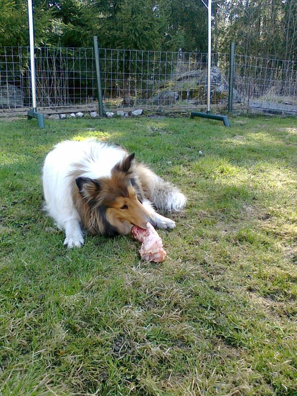 Pitkäkarvainen collie
