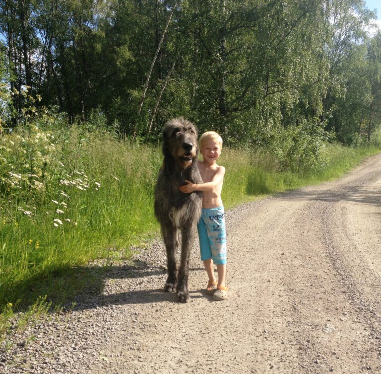 Sekarotuinen koira