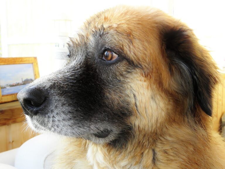 Labradorinnoutaja