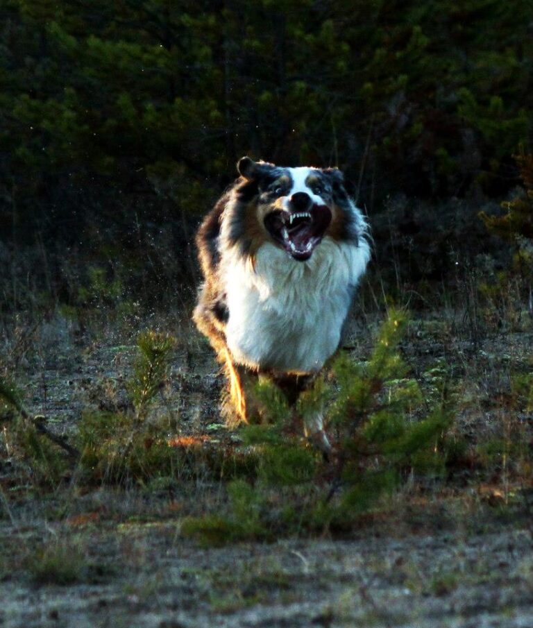 Sekarotuinen koira