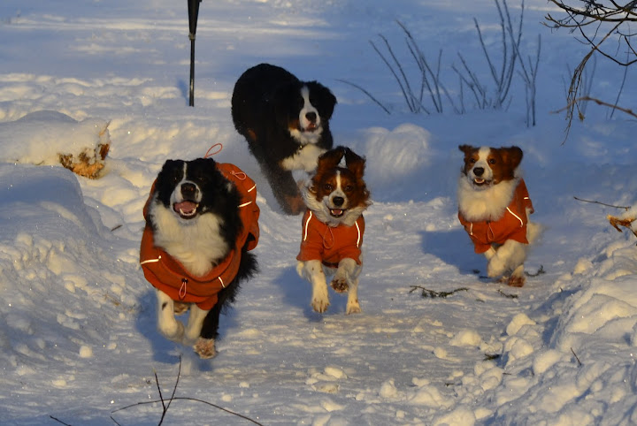 Kooikerhondje Barffi konkari